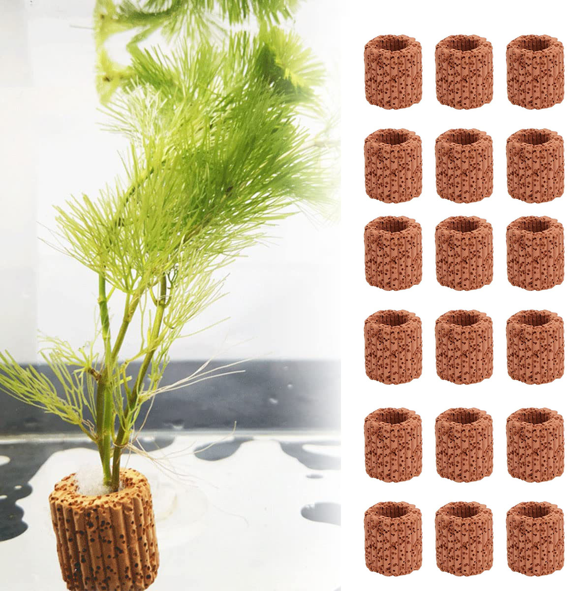 Aquarium Plant Growth - 20 Cái/lốc Thủy Sinh Nước Nhẫn