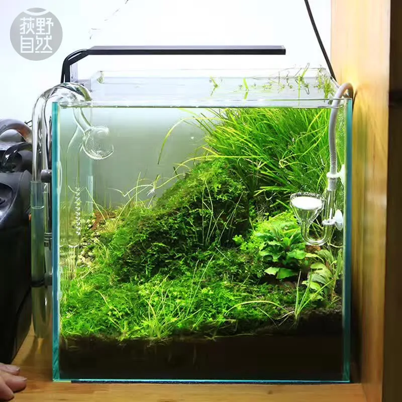 Aquarium Plant Growth - Chihiros C Series ADA Style Plant