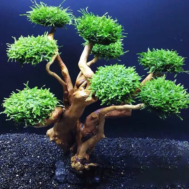 Planted Aquarium Without Fish - Fish Tank Plant Moss Tree Decoration