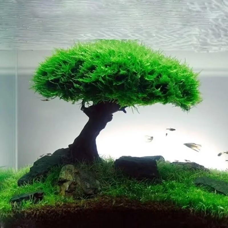 Planted Aquarium Without Fish - Fish Tank Plant Moss Tree Decoration