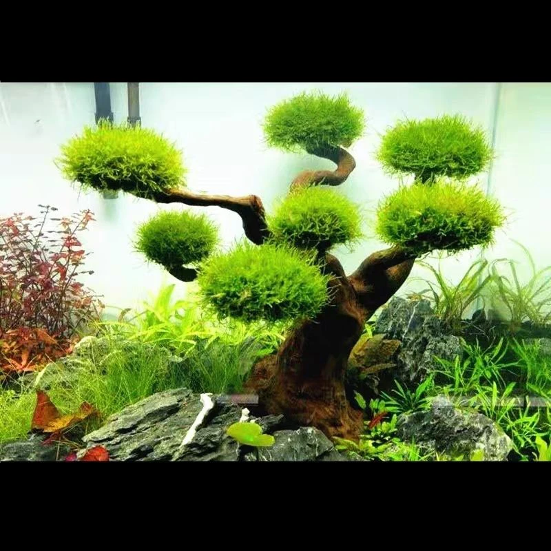 Aquarium Driftwood Landscaping - đánh giá và giá Aquarium Plant Root Tabs
