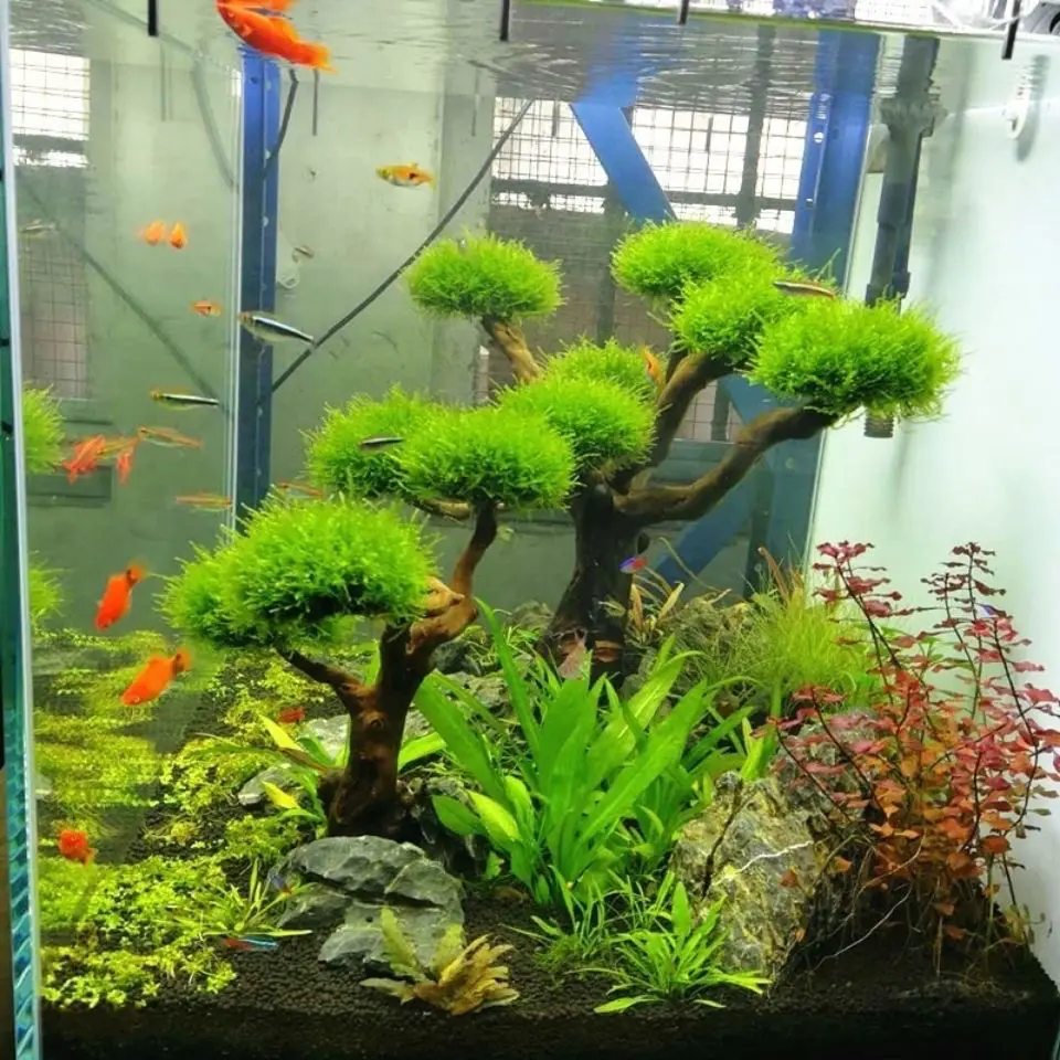 Aquarium Driftwood Landscaping - đánh giá và giá Aquarium Plant Root Tabs