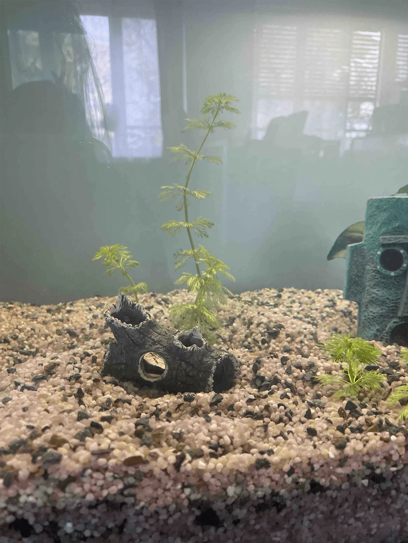 1 Piece of Tree Branch Fragmen - đánh giá và giá Aquarium Plant Guide
