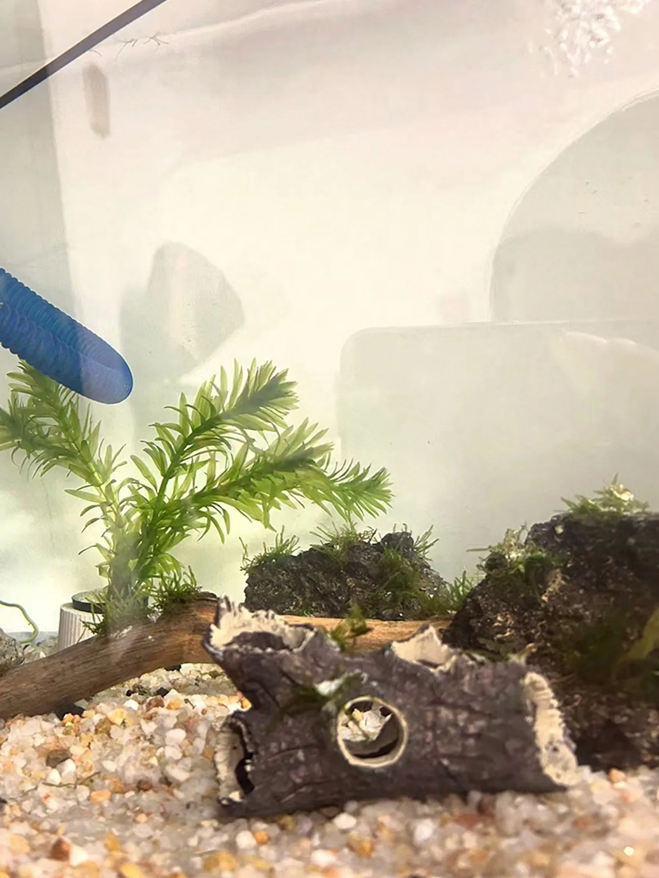 1 Piece of Tree Branch Fragmen - đánh giá và giá Aquarium Plant Guide