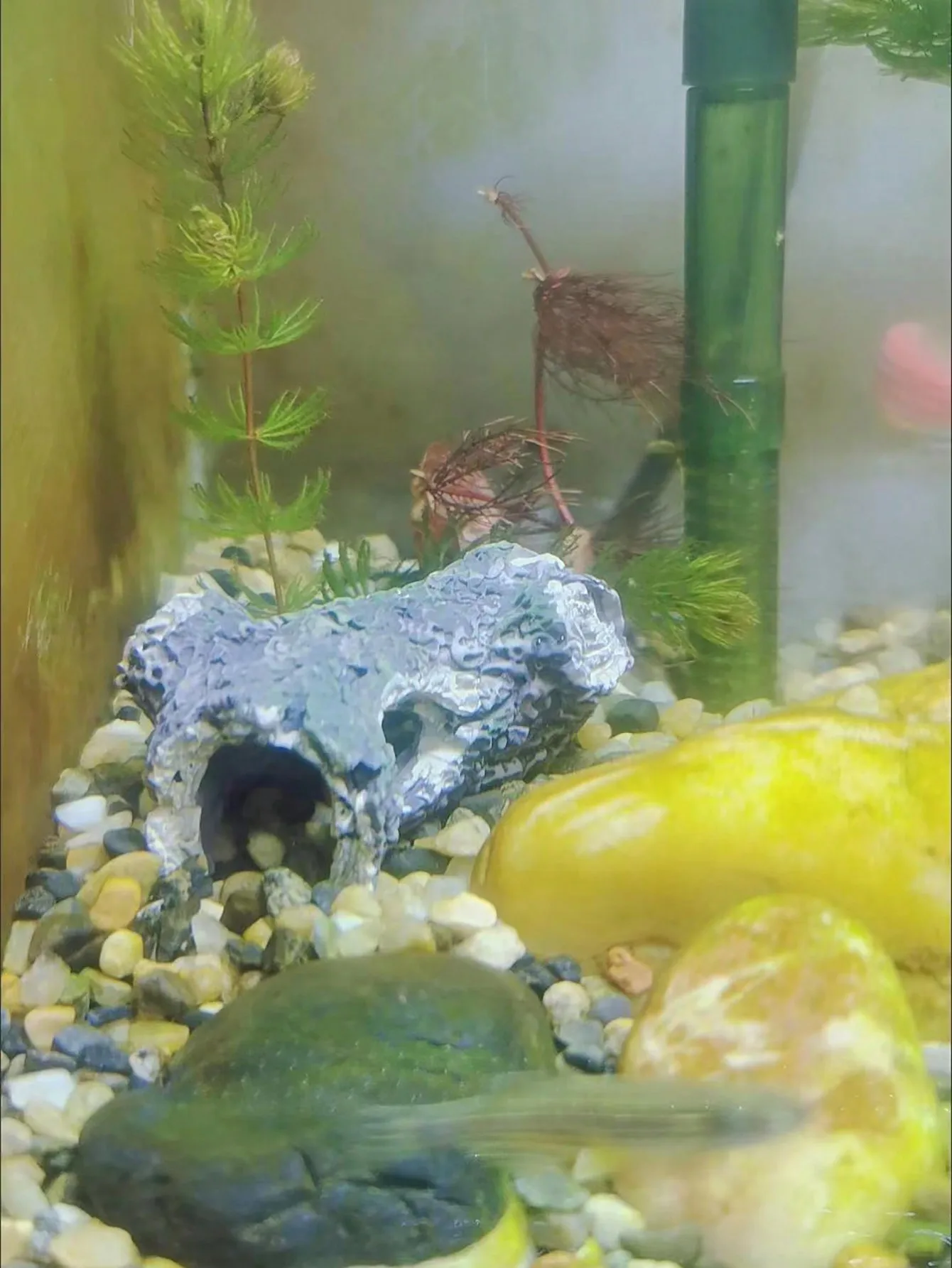 1 Piece of Tree Branch Fragmen - đánh giá và giá Aquarium Plant Guide